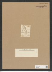 Triceratium denticulatum Grev. (de-Toni-Nr.: Genus 140, Species 3969) Zeichnungen Sammlung Grunow Nr. 7445 (NHMW-BOT-W0376533)